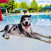 A spotted dog in a hat lounges by a YMCA pool.