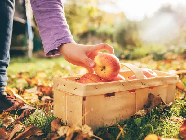 Five Reasons Why You Need to Order Fruit and Veg Boxes