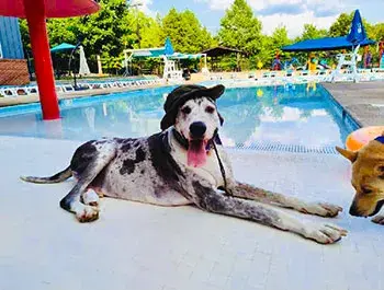 A spotted dog in a hat lounges by a YMCA pool.