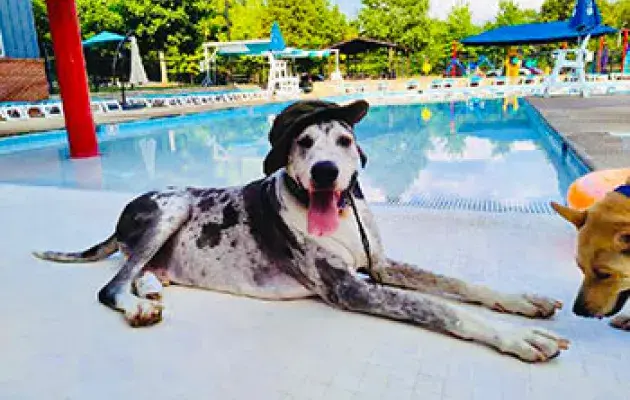 A spotted dog in a hat lounges by a YMCA pool.