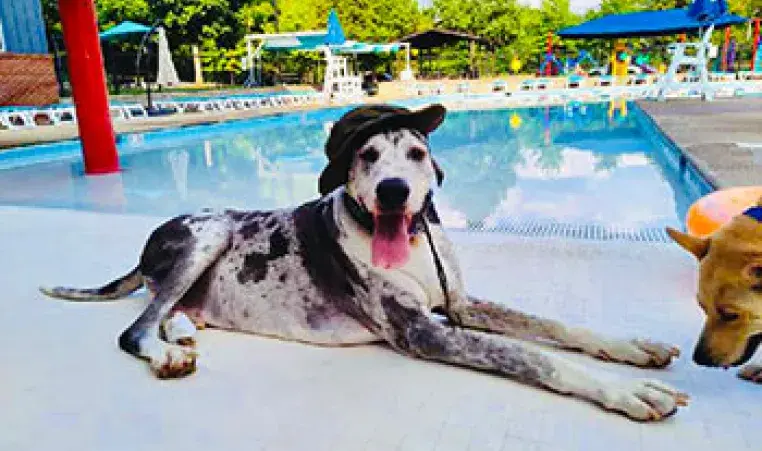 A spotted dog in a hat lounges by a YMCA pool.